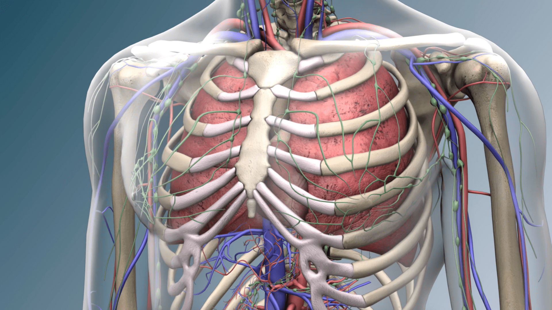 The Cardiovascular System