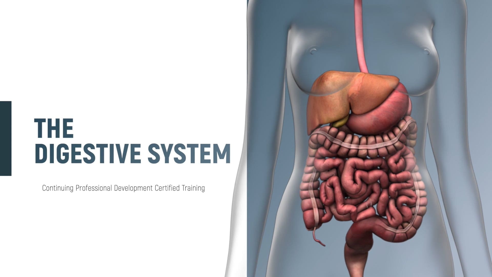 The Digestive System