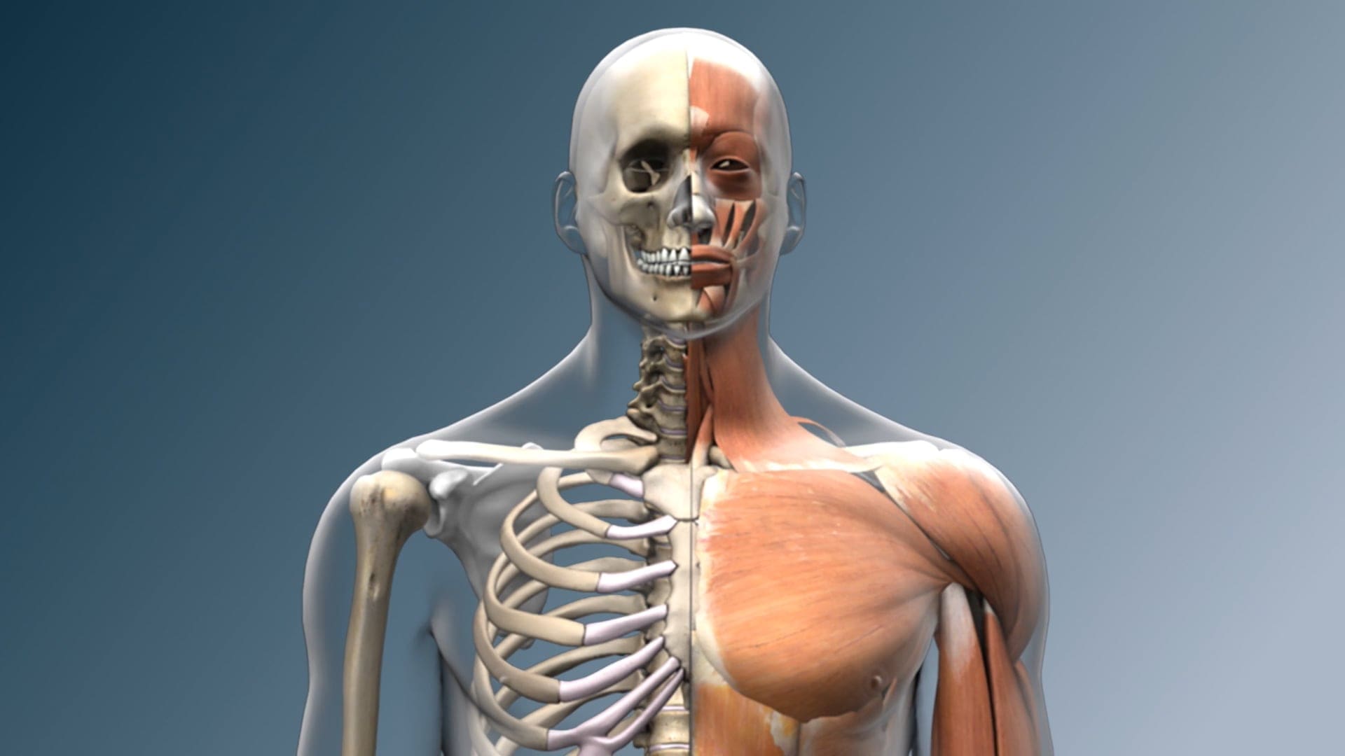 The Musculoskeletal System