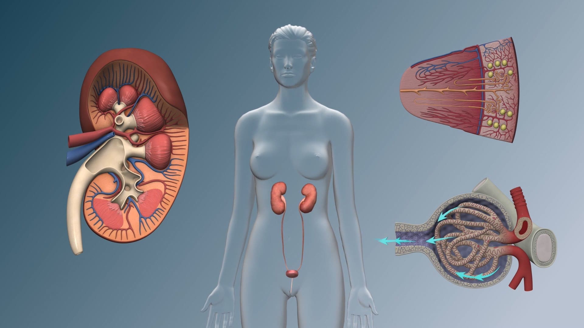 The Renal System