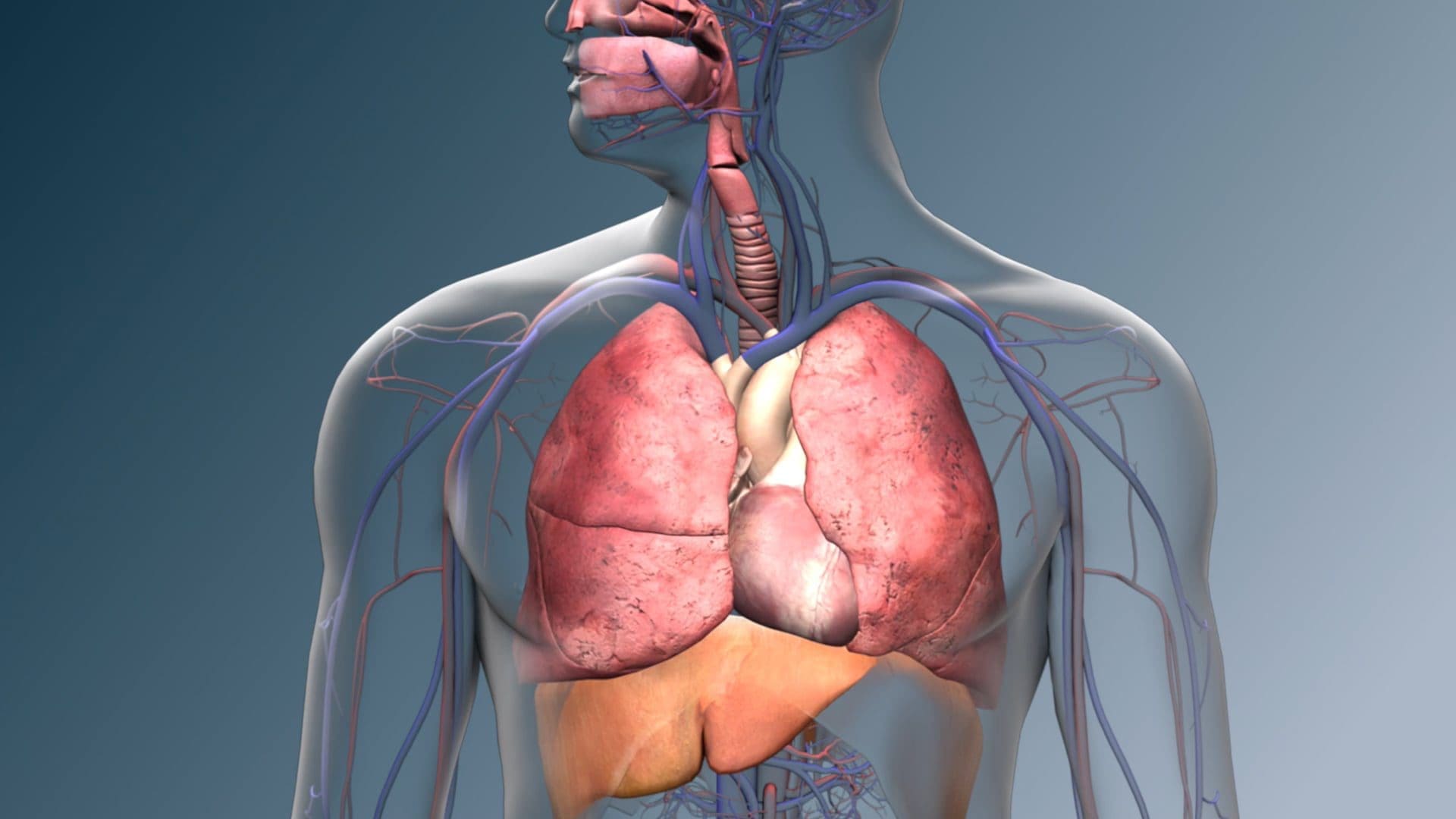 The Respiratory System