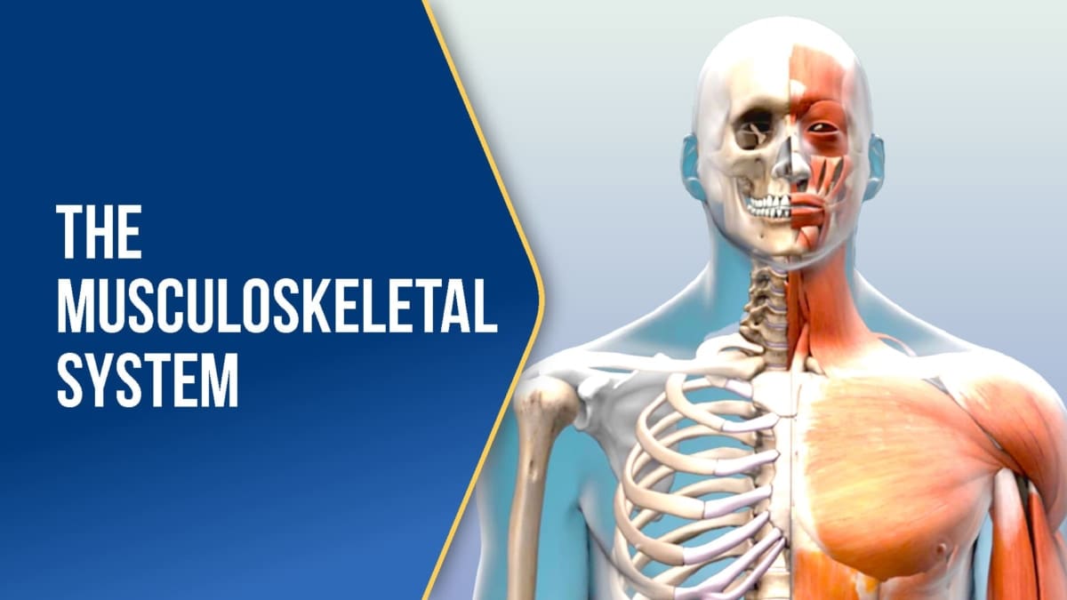 The Musculoskeletal System - CE Classroom