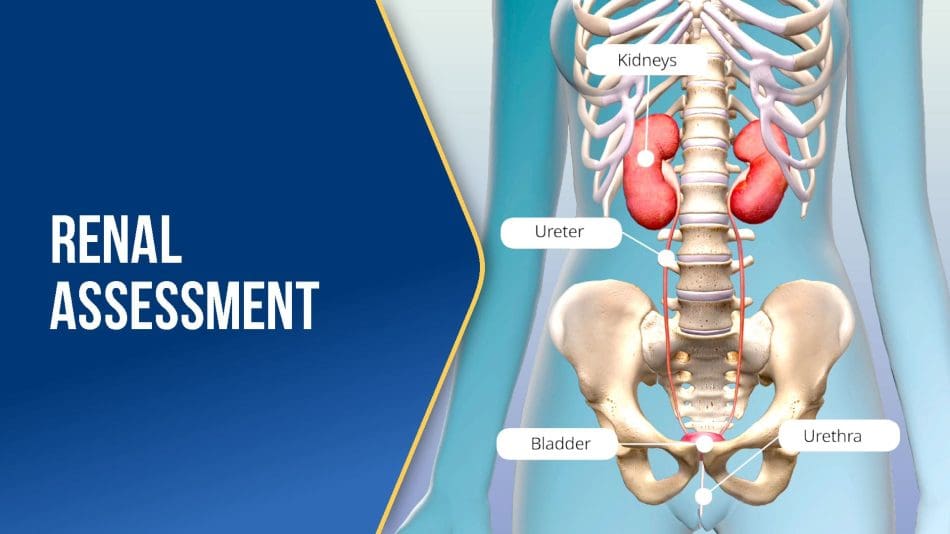 Renal-Assessment-BLUE