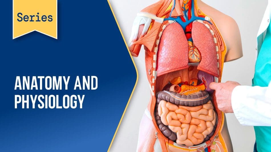 Series-Anatomy-and-Physiology-BLUE Series-Anatomy-and-Physiology-BLUE