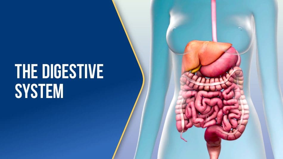 The-Digestive-System-BLUE The-Digestive-System-BLUE