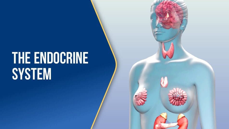 The-Endocrine-System-BLUE The-Endocrine-System-BLUE