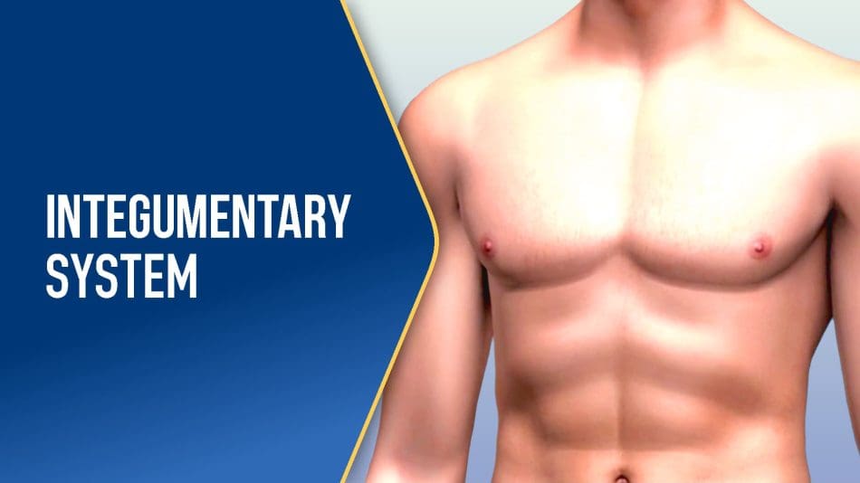 The-Integumentary-System-BLUE The-Integumentary-System-BLUE