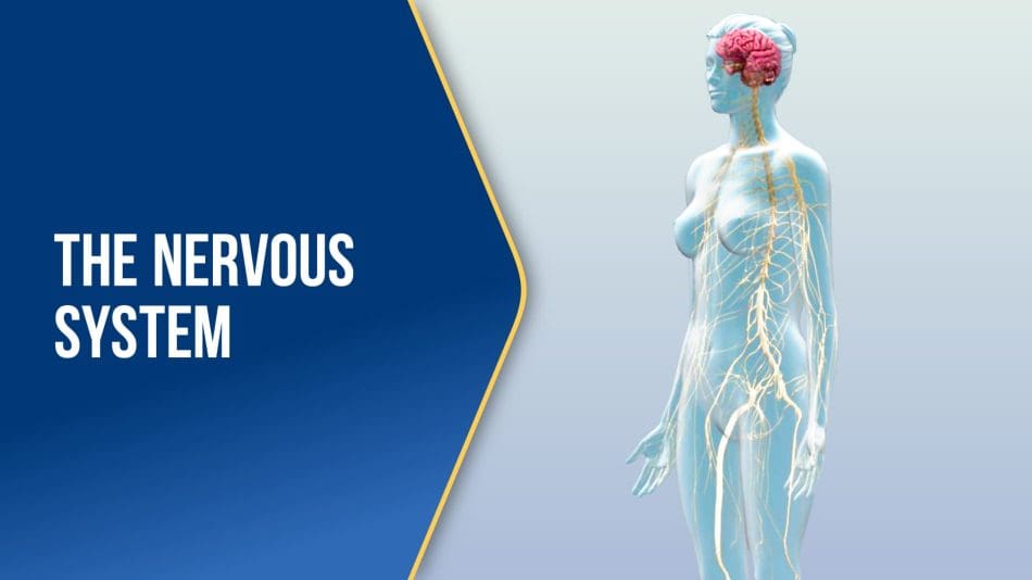 The-Nervous-System-BLUE The-Nervous-System-BLUE