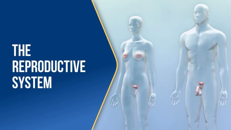 The-Reproductive-System-BLUE The-Reproductive-System-BLUE