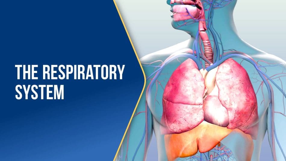 The-Respiratory-System-BLUE The-Respiratory-System-BLUE